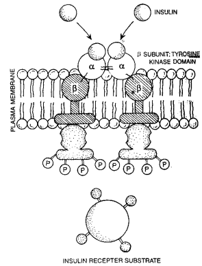 1962_hormonal action by extracellular receptor1.png